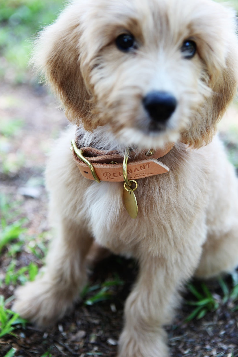 The Well-Made Dog Collar